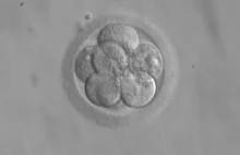 FDA rozpoczyna dyskusje nad tworzeniem ludzkich embrionów z DNA trzech osób