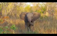 Młody słonik uroczo próbuje zastraszyć turystów.