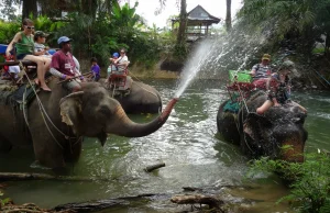 Słoniem po dżungli
