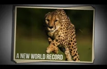 Rekord świata w sprincie na 100 metrów pobity