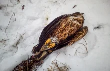 Giżycko. Leśnicy uratowali skrajnie wyczerpanego orła bielika.