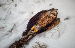 Giżycko. Leśnicy uratowali skrajnie wyczerpanego orła bielika.