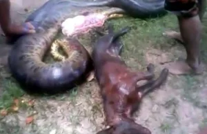 Ogromny brazylijski wąż połknął całego pitbulla