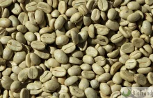 Zielona kawa (green coffee) - właściwości i zastosowanie