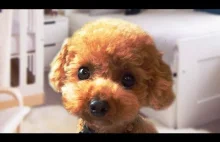 Funny and Cute Poodle...