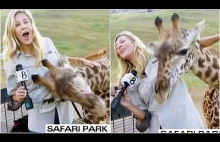 Żyrafa przytula się do reporterki podczas transmisji materiału na żywo