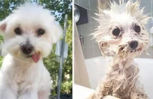 10 zdjęć psiaków przed i po kąpieli