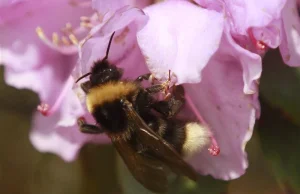 Tajemnica wymierających pszczół rozwiązana