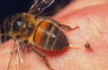 Nieodpowiedzialny pszczelarz - proszę o pomoc.