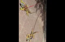 Legwany skaczące na smyczy.Iguanas jumping on a leash.