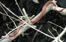 Podczas wspinaczki wąż indywidualnie kontroluje każdą łuskę