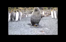 Uchatka gwałci pingwina.