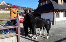 Bartek Jurecki fotografuje konie (wideo)