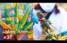 Czytamy naturę #37 | Cannabis x7: medycyna, kannabinoidy, sport, legalizacja...