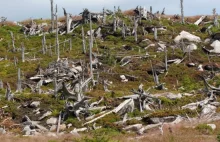 Klęska ekologiczna w Górach Izerskich i Karkonoszach