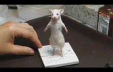 Jak wypchać zdechłą mysz? Końcowy efekt niesamowity [ENG]