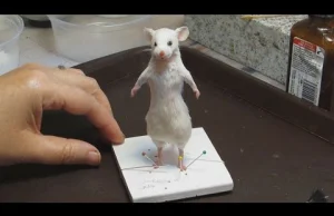 Jak wypchać zdechłą mysz? Końcowy efekt niesamowity [ENG]