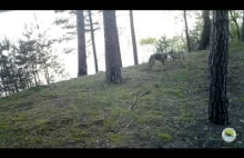 Nagranie z fotopułapki ukazująca zabawę wilków w Drawieńskim Parku Narodowym