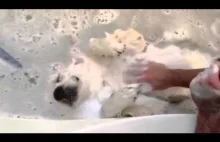 Pies, który lubi kąpiele.