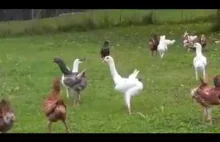 Kurczak + Gołąb = ... to coś