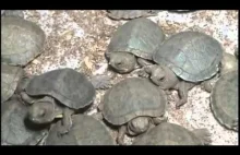 10 tys. żółwików spakowanych w 3 torby