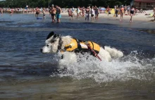 Czworonożny ratownik z kołobrzeskiej plaży