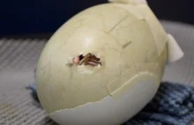 Uratowany kiwi z pękniętego jajka