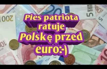 Pies patriota co to euro nie lubi