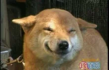 Pies witający swojego pana uśmiechem