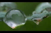After The Rain - Macro in 4K