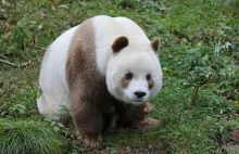Nieprzeciętnie ubarwiona panda wielka, w dzieciństwie porzucona.