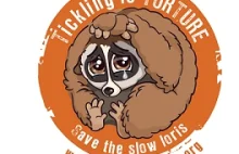 Slow Loris - śmieszna mała małpka i... smutne fakty:(
