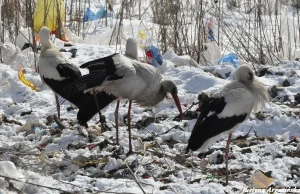 Bociany znalazły schronienie na wysypisku śmieci (fotoreportaż)