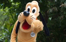 Pies Pluto – tak narodziła się ta postać - O psie