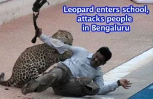 Leopard atakuje ludzi w Indiach