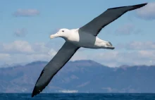 Albatros jest czarno-biały, by lepiej latać