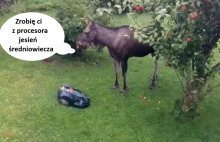Łoś masakruje kosiarkę podczas kradzieży jabłek [VIDEO