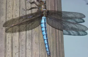 Ptaki uratowały nas przed gigantycznymi insektami.