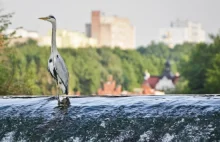 Czapla siwa, bardzo płochliwa, a jednak wylądowała w centrum Zgorzelca!