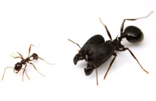 Mrówka przed i po terapii hormonalnej