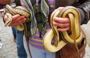 Niezwykły festiwal węży we Włoszech