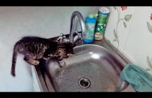 Котёнок и кран(Kitten and Faucet