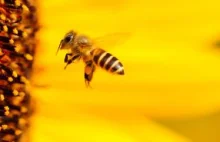 Jak sztuczna inteligencja może uratować pszczoły?