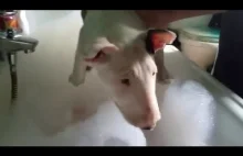 Cute little Bull Terrier first time in bath foam