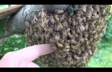 Wsadzanie ręki w rój pszczół