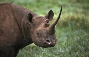 Rok 2013 nie był najlepszym rokiem dla nosorożców