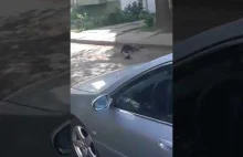 Wrona próbuje powstrzymać walkę z kotem