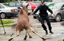 Najlepsze wpadki Policji