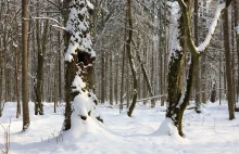 W 2016 r., w Nadleśnictwie Białowieża wycięto blisko 7,5 tys. drzew