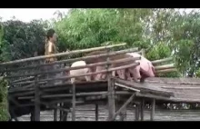 Podest i basem wybudowany przez chińskiego rolnika specjalnie dla świń